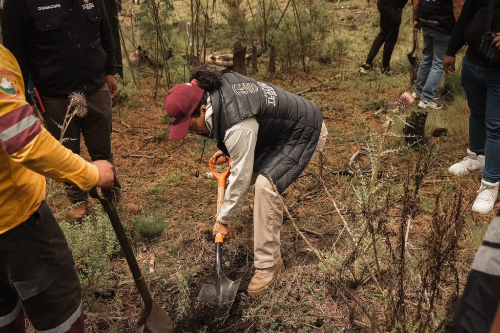 En Santo Tomás Ajusco, Gaby Osorio participó en la reforestación de 2 mil pinos hartwegii