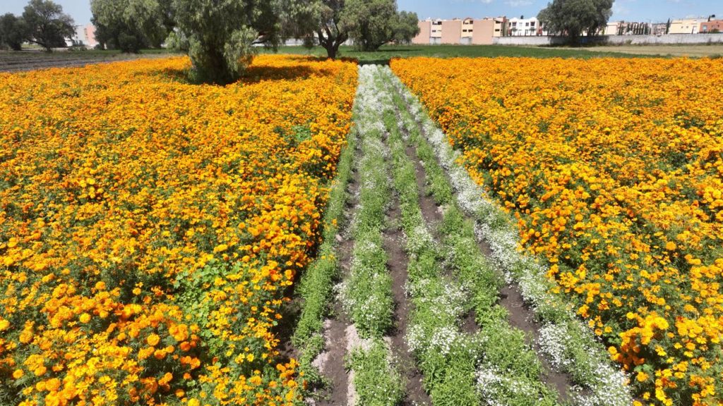 Campos de Cempasúchil tiñen de Naranja a Tecámac para el Día de Muertos