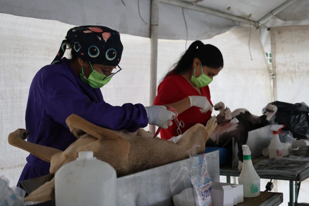 Ha Esterilizado Gobierno de Tecámac Cerca de Diez mil Perros y Gatos en Este año