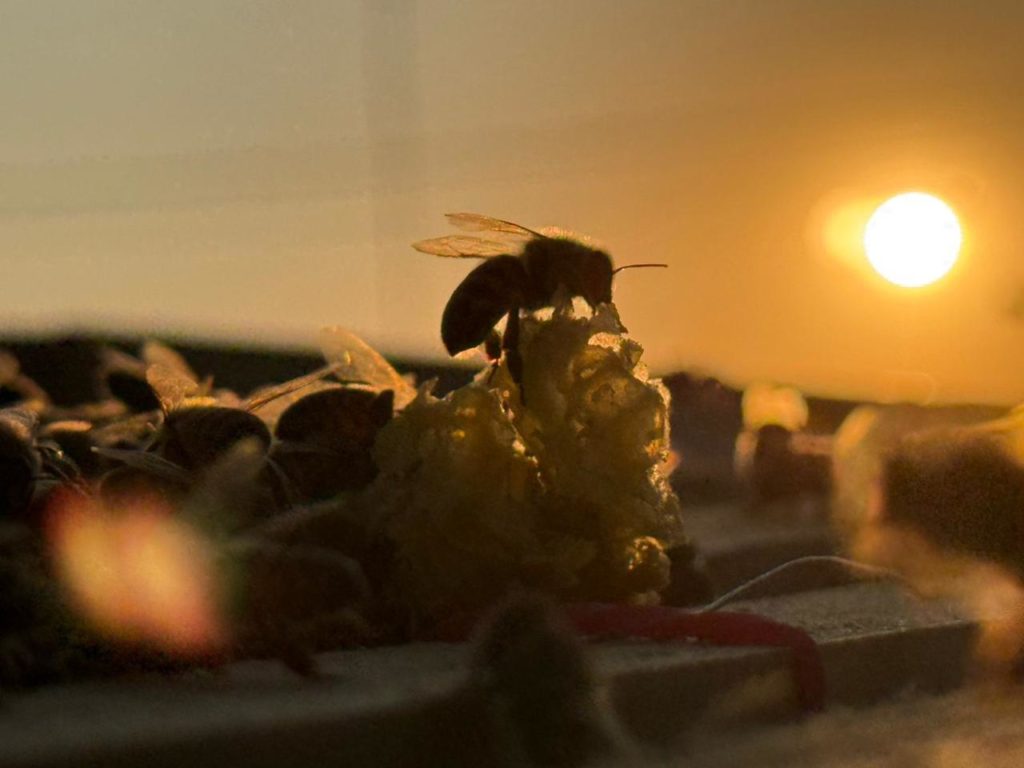 Gobierno de la alcaldesa Rosi Wong refuerza acciones a favor del medio ambiente de Tecámac con rescate de especies y recuperación de áreas verdes